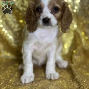 Daniela, Cavapoo Puppy